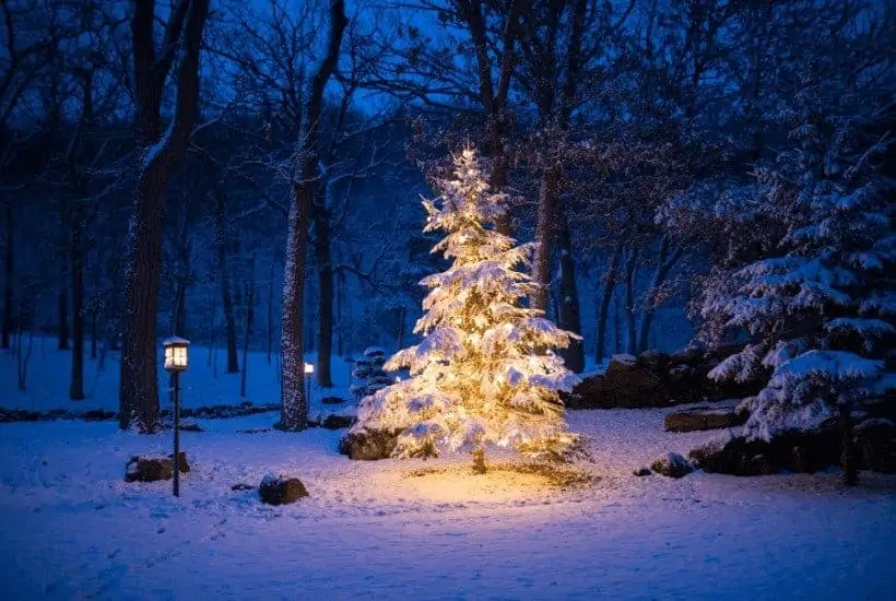 an image of a christmas tree lit up in the woods. featured image for Do You Know the Real Reason For The Season? Birth of Jesus